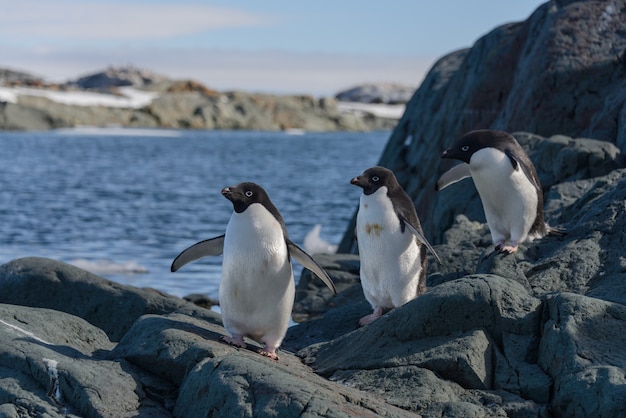 Pinguini di Adelia sulla spiaggia