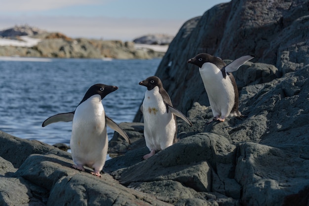 Pinguini di Adelia sulla spiaggia