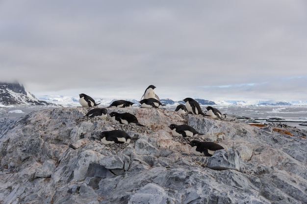 Pinguini di Adelia sulla spiaggia