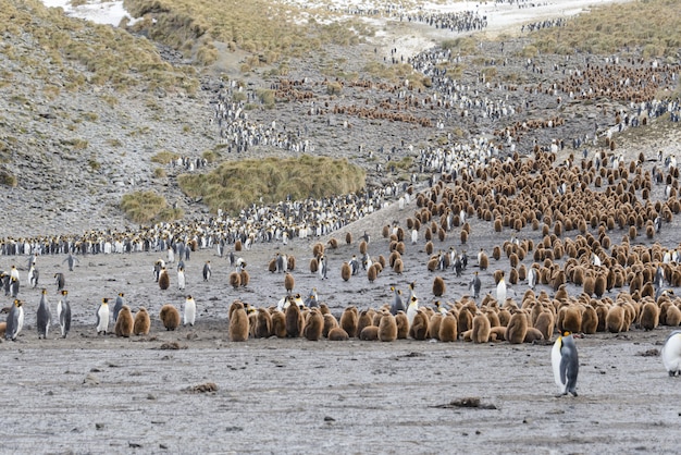 Pinguini di re con chiks sull'isola della Georgia del sud