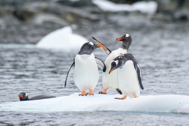 Pinguini Gentoo sul ghiaccio