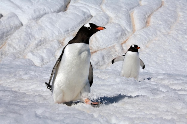 Pinguini Gentoo sull'isola di Danko in Antartide