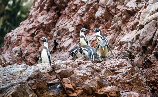 Pinguini Humboldt sulle Isole Ballestas vicino a Paracas in Perù