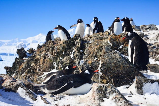 pinguini in un paesaggio invernale