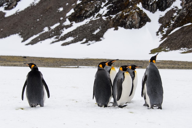 Pinguini reali in Antartide sull'isola della Georgia del sud
