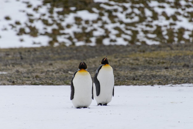 Pinguini reali in Antartide sull'isola della Georgia del sud
