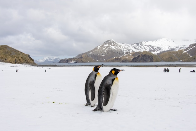 Pinguini reali in Antartide sull'isola della Georgia del sud