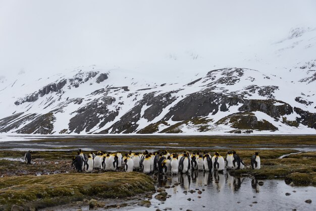 Pinguini reali in antartide