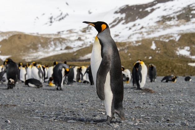 Pinguini reali sull'isola della Georgia del sud