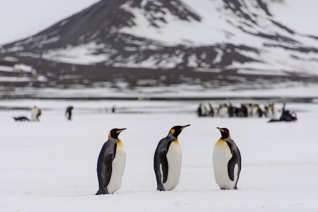 Pinguini reali sull'isola della Georgia del sud