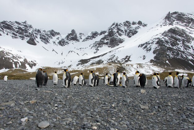 Pinguini reali sull'isola della Georgia del sud