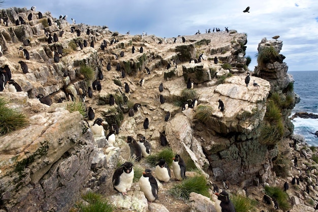 Pinguini saltaroccia Pebble Island Isole Falkland