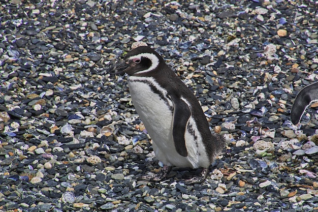 Pinguini sull'isola nel canale di Beagle vicino alla città di Ushuaia, Tierra del Fuego, Argentina