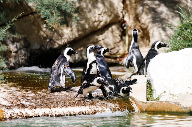 Pinguini tropicali sulla spiaggia vicino alla piscina, pinguini allo zoo, pinguini in una giornata estiva