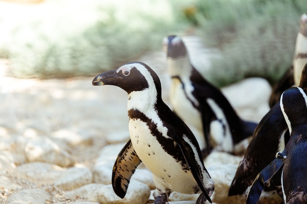 Pinguini tropicali sulla spiaggia vicino alla piscina, pinguini allo zoo, pinguini in una giornata estiva