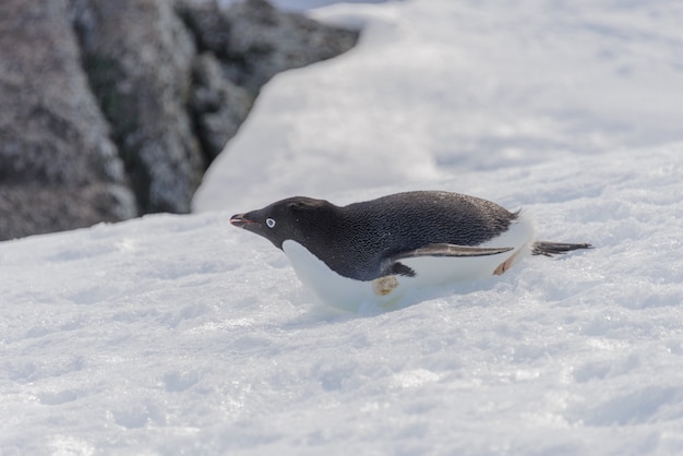 Pinguino Adelie strisciante sulla neve