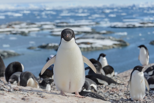 Pinguino Adelie sulla spiaggia