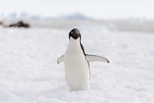 Pinguino Adelie sulla spiaggia