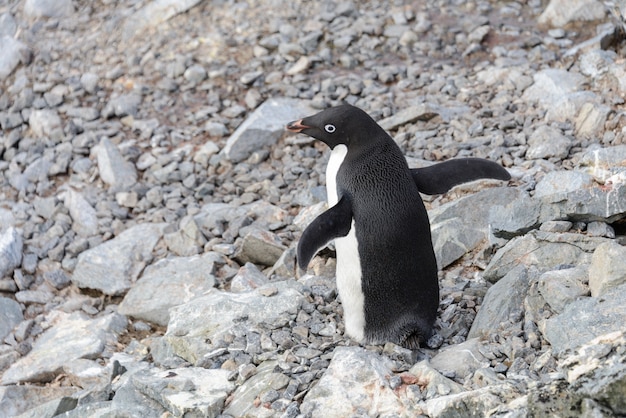 Pinguino Adelie sulla spiaggia