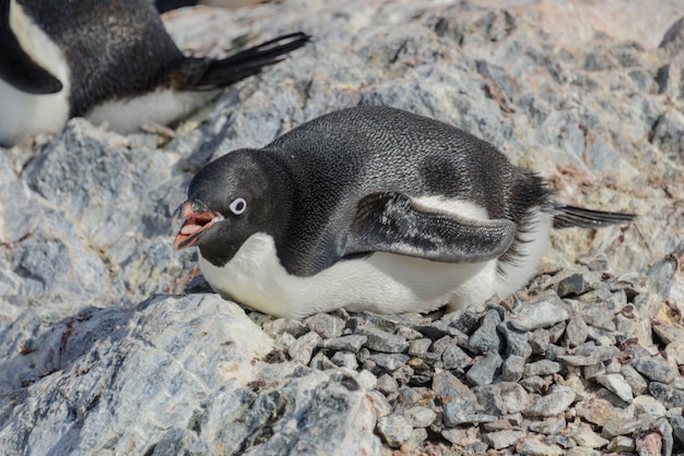 Pinguino Adelie sulla spiaggia