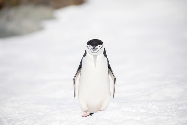 Pinguino appoggiato su un campo innevato