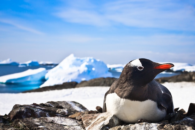 Pinguino bianco e nero