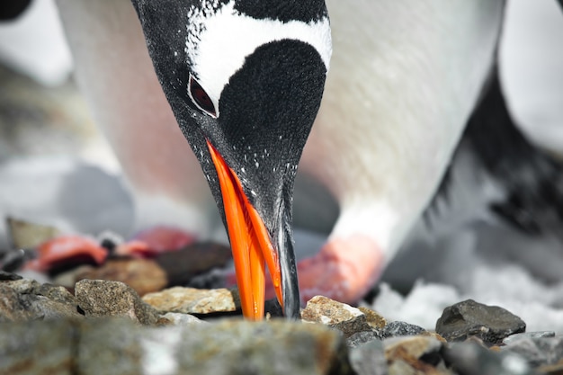 Pinguino bianco e nero