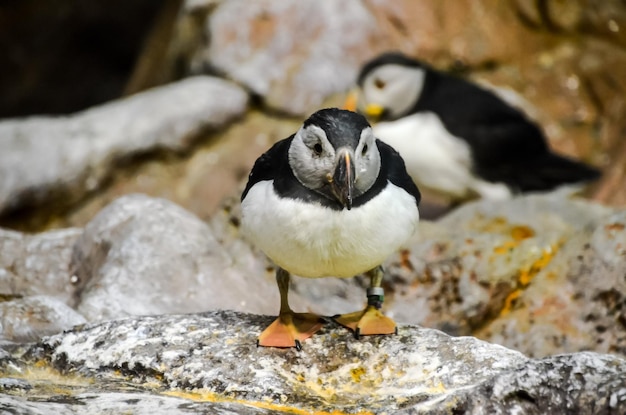 Pinguino colorato in bianco e nero in un luogo freddo