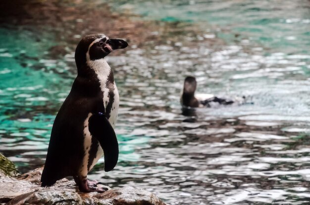 Pinguino colorato in bianco e nero in un luogo freddo