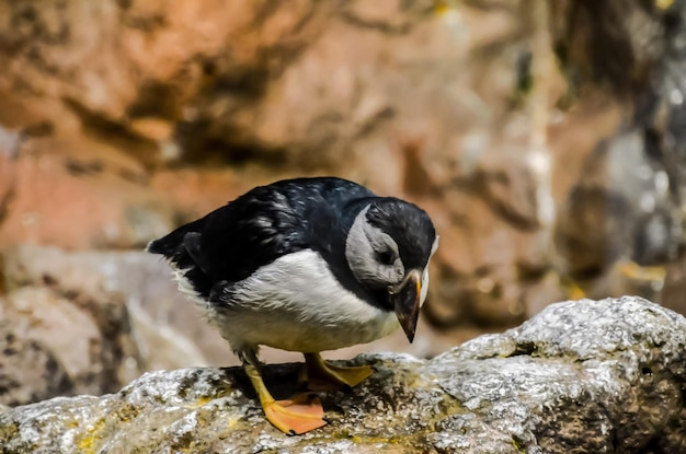 Pinguino colorato in bianco e nero in un luogo freddo