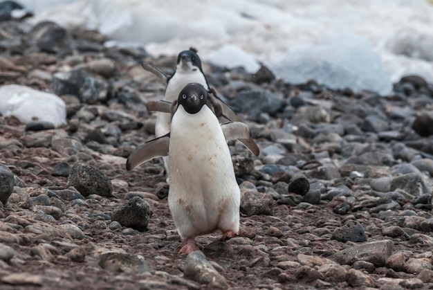 Pinguino di Adelia Antartide