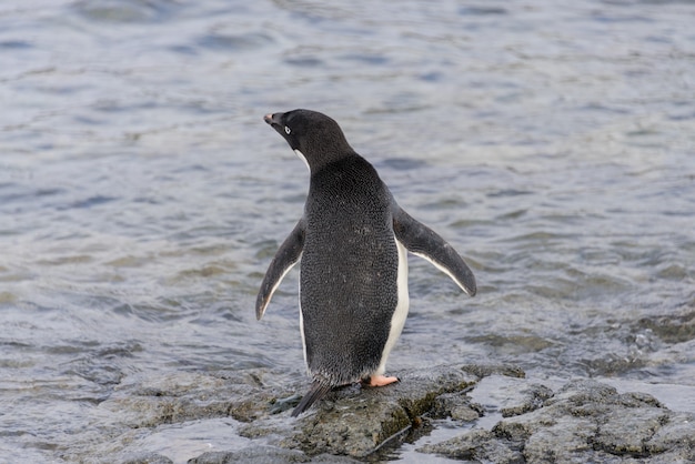 Pinguino di Adelia che va innaffiare in Antartide