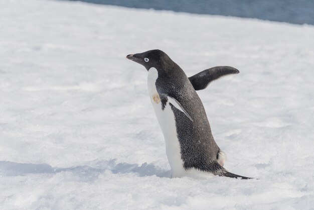 Pinguino di Adelia che va sulla neve