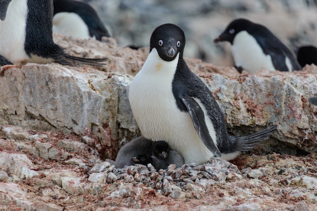 Pinguino di Adelia con i pulcini in nido in Antartide