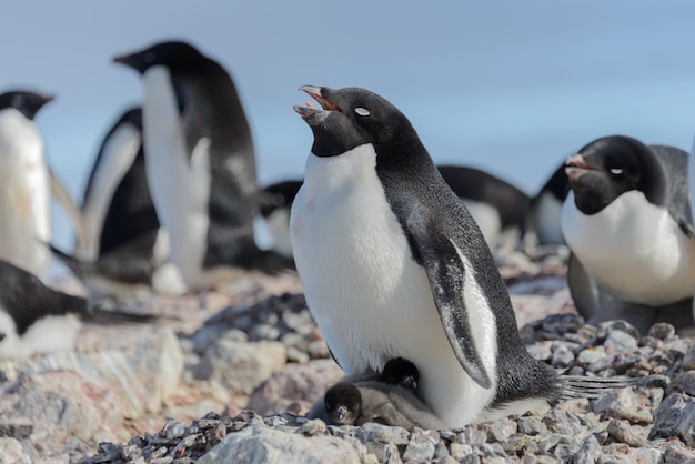 Pinguino di Adelia in nido con il pulcino