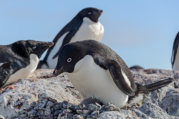 Pinguino di Adelia in nido con il pulcino