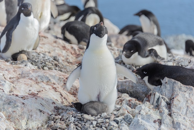 Pinguino di Adelia in nido con il pulcino