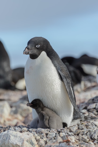 Pinguino di Adelia in nido con il pulcino