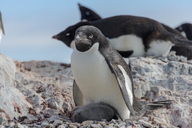 Pinguino di Adelia in nido con il pulcino