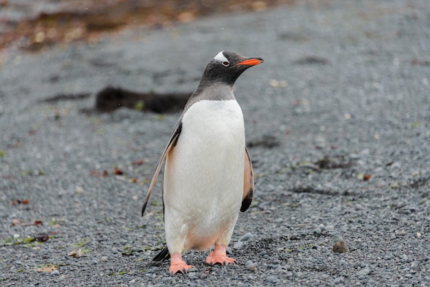 Pinguino di Gentoo che va sulla spiaggia