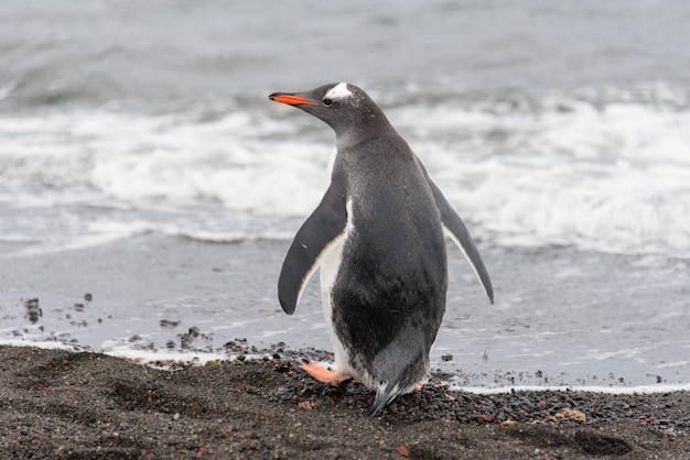 Pinguino di Gentoo che va