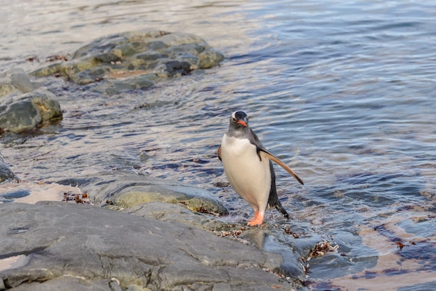 Pinguino di Gentoo in acqua