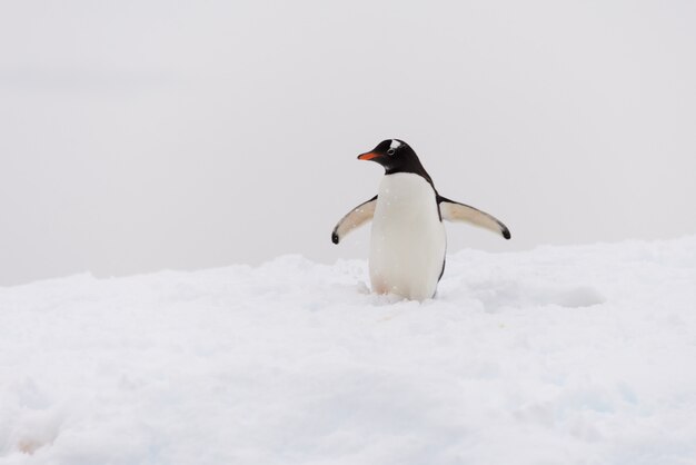 Pinguino di Gentoo sulla spiaggia