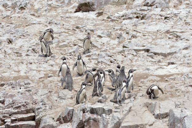 Pinguino di Humboldt