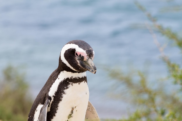 Pinguino di Magellano della colonia di pinguini di Caleta Valdes Patagonia Argentina Fauna selvatica argentina