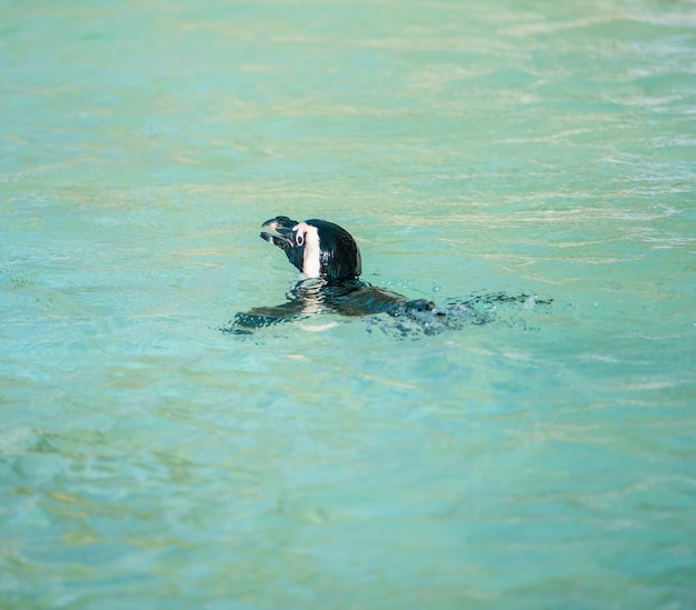 Pinguino di nuoto. Pinguino africano ( Spheniscus demersus) noto anche come pinguino jackass e pinguino dai piedi neri.