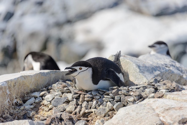 Pinguino di sottogola che pone sulla roccia in Antartide