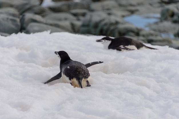 Pinguino di sottogola che striscia sulla neve