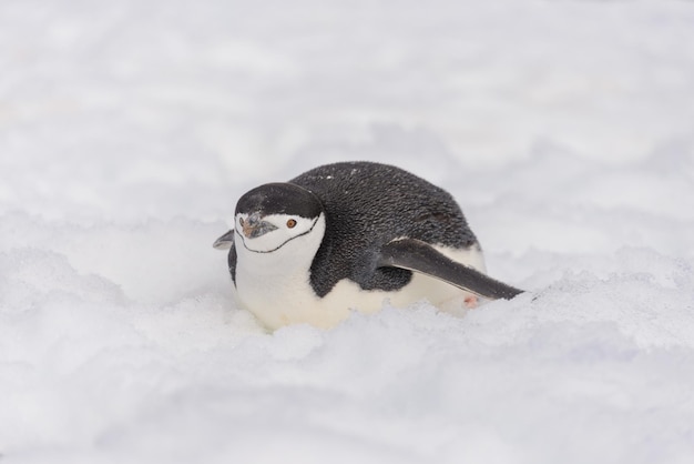 Pinguino di sottogola che striscia sulla neve