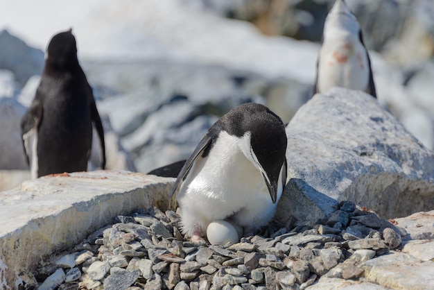 Pinguino di sottogola con l'uovo sulla spiaggia in Antartide